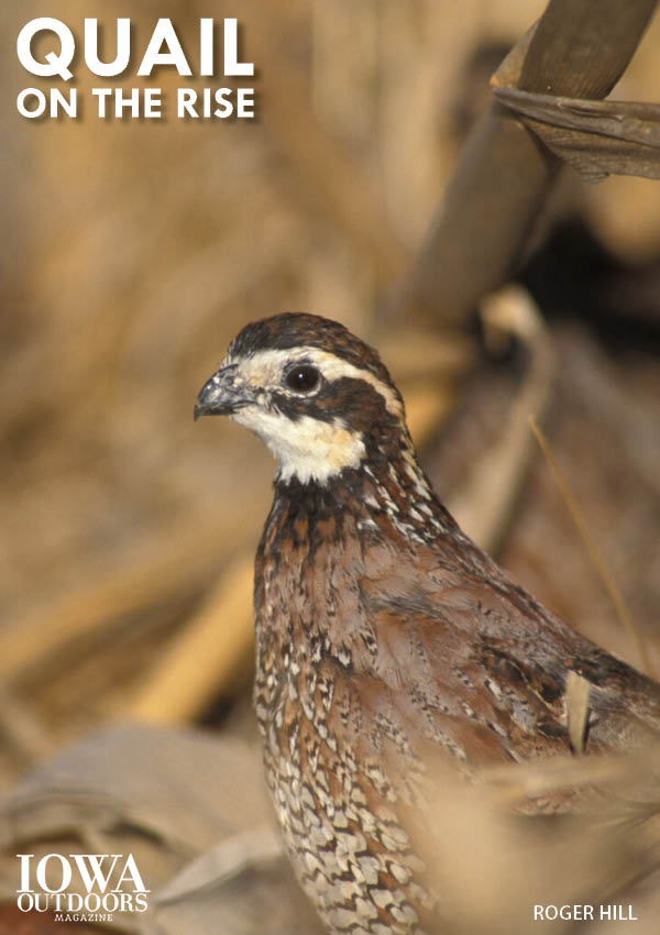 Bobwhite quail are on the rise in Iowa, good news for the species and for hunters | Iowa Outdoors